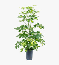 Schefflera Plant (Gold Capella, Dwarf umbrella tree)