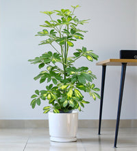 Schefflera Plant (Gold Capella, Dwarf umbrella tree)