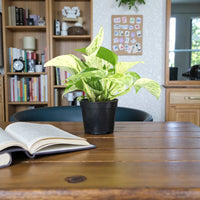 Epipremnum Aureum ‘Marble Queen’ – Pothos