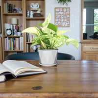 Scindapsus Marble Queen