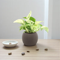 Scindapsus Marble Queen