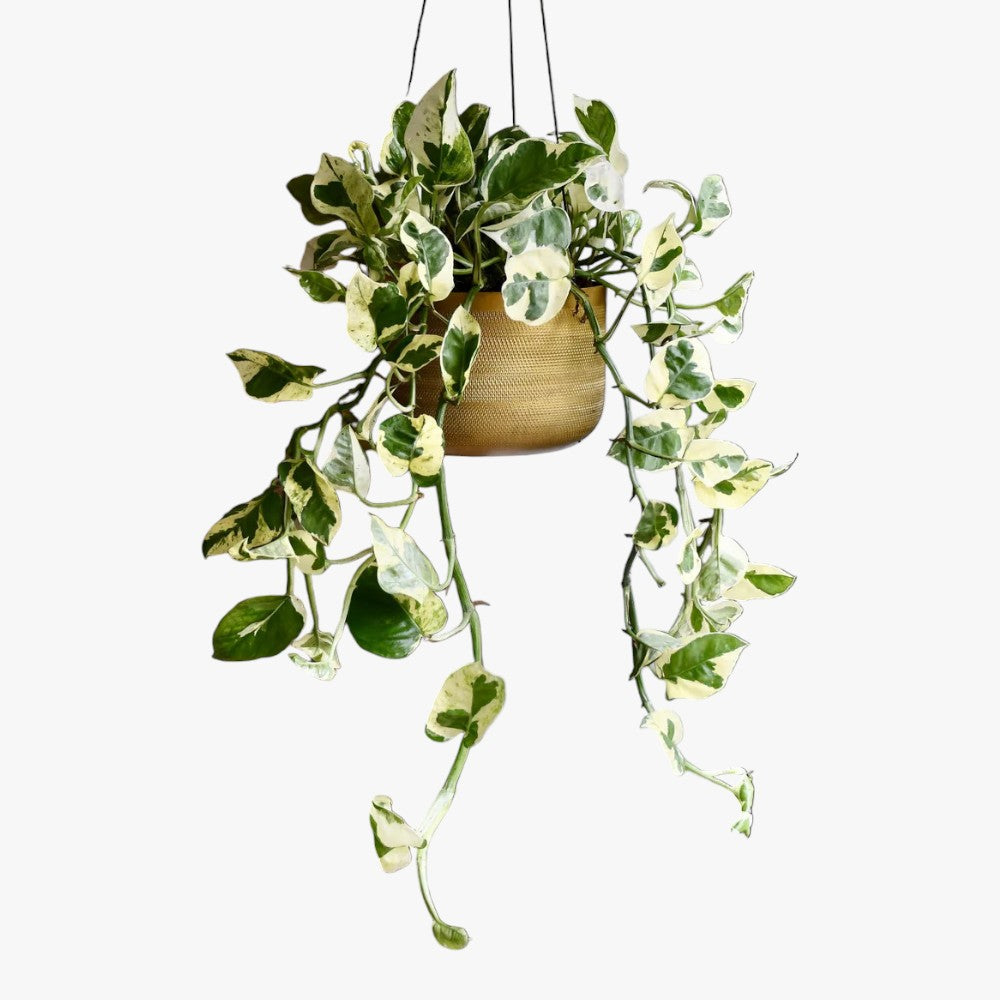 Scindapsus N'joy Plant - Money Plant