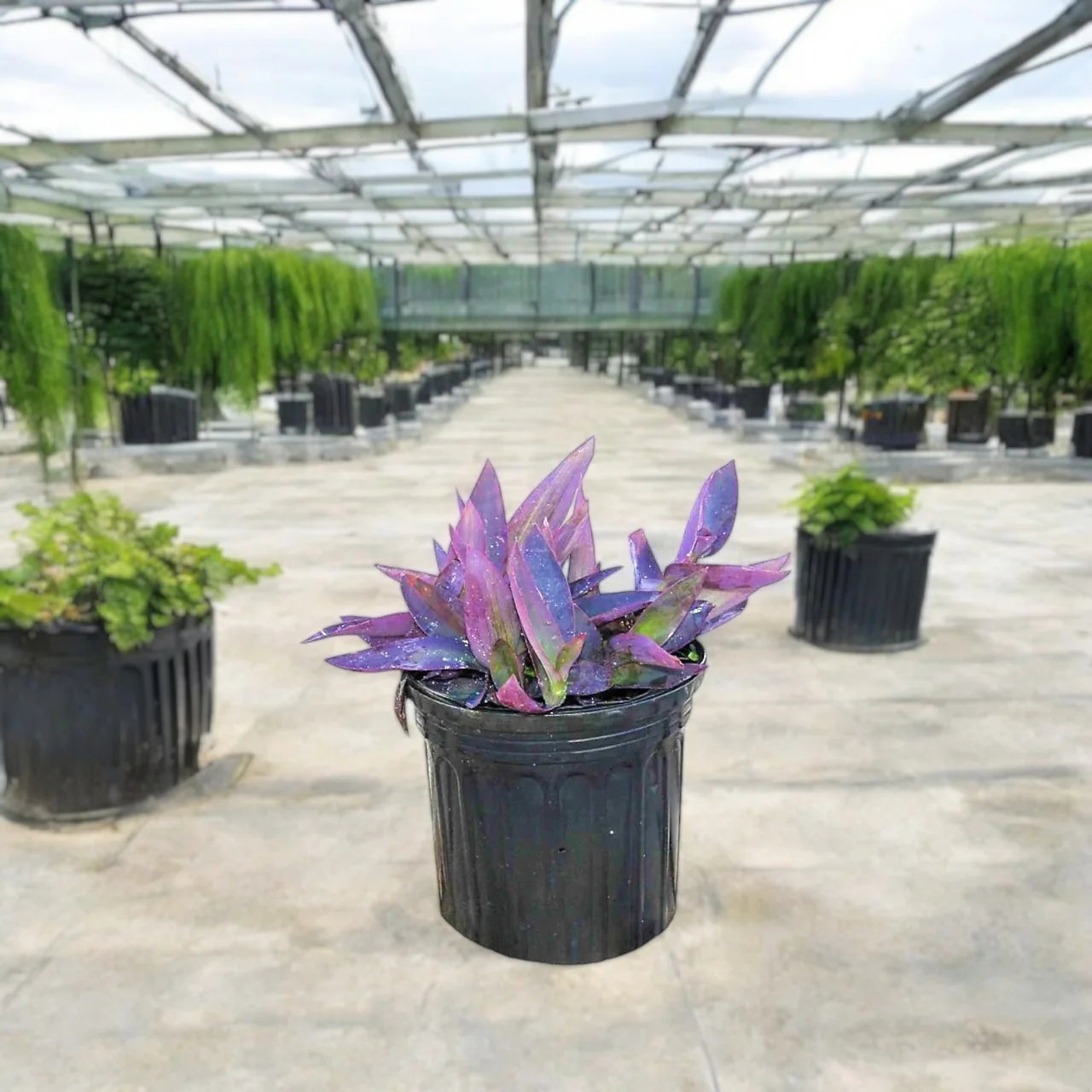 Setcreasea purpurea – Purple Heart