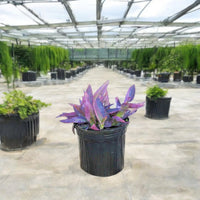 Setcreasea purpurea – Purple Heart