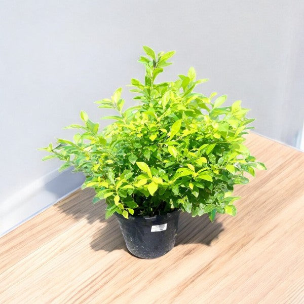 Duranta Erecta