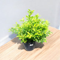 Duranta Erecta