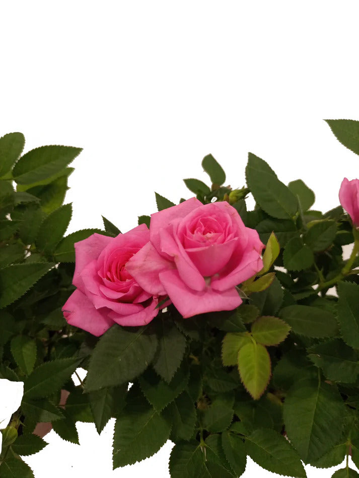 Rose Plant- Holland - Mixed Colors