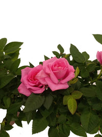 Roses Indoor Plant – Holland -  Mixed Colour