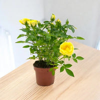 Roses Indoor Plant – Holland -  Mixed Colour