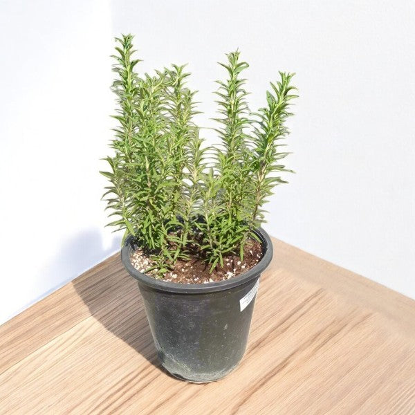 Rosmarinus Officinalis - Rosemary