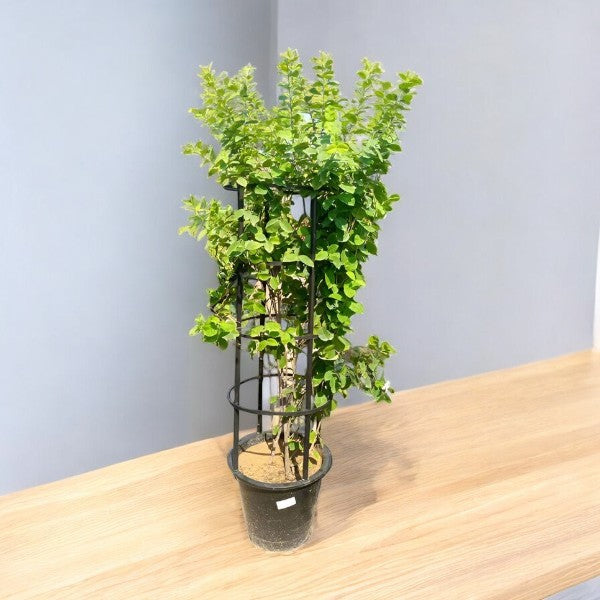 Wrightia Religiosa – Wild Water Plum