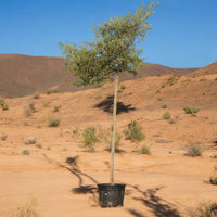 Ziziphus Spina Christi - Sidr Tree