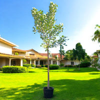 Bombax ceiba - Red Silk Cotton Tree - Simbal