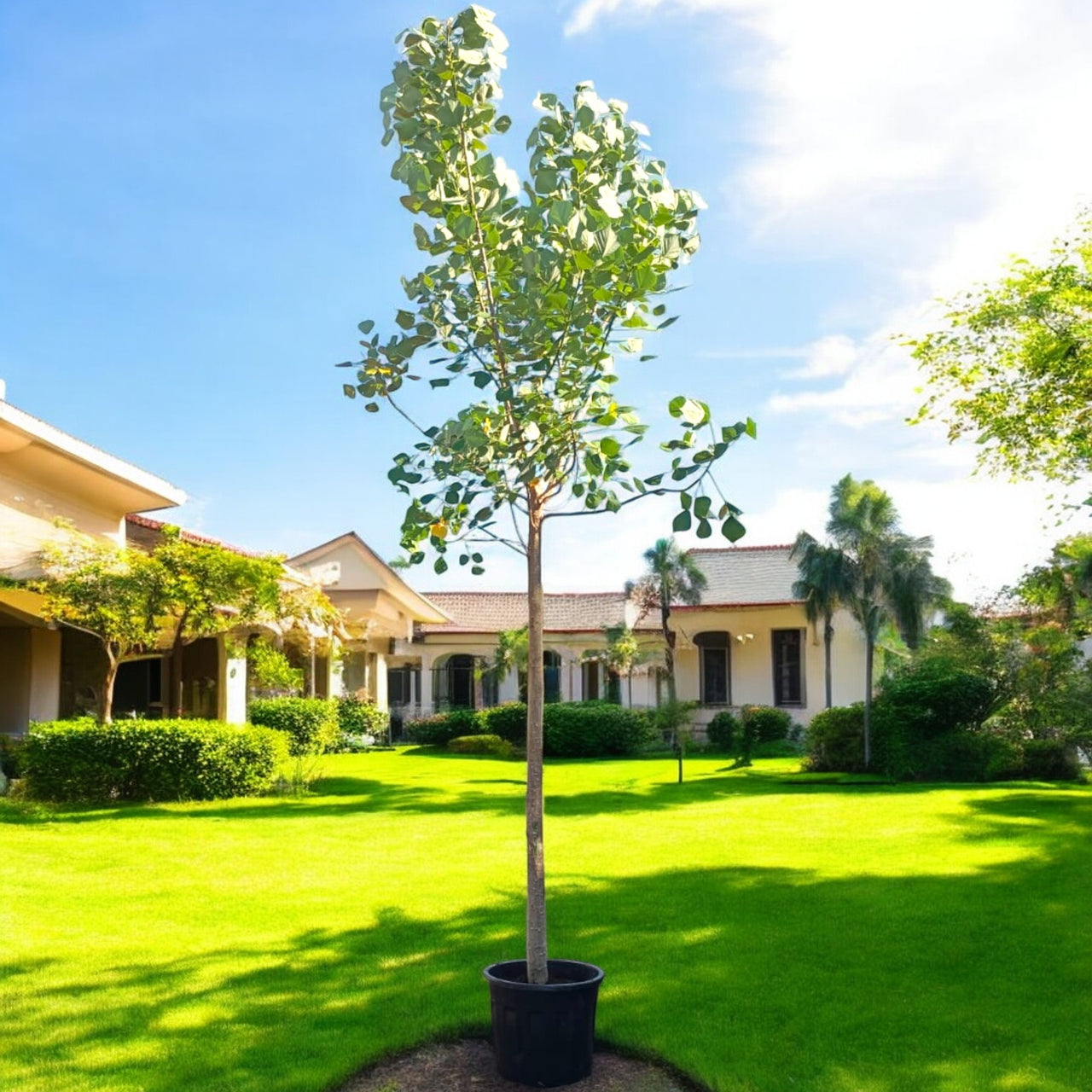 Bombax ceiba - Red Silk Cotton Tree - Simbal