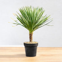 Spanish Dagger - Yucca Gloriosa