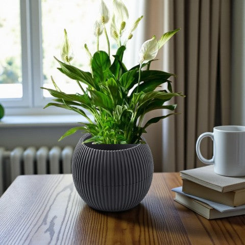 Spathiphyllum Plant - Peace Lily - White Sails - Spathe Flower