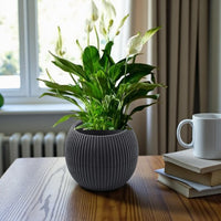 Spathiphyllum Plant - Peace Lily - White Sails - Spathe Flower