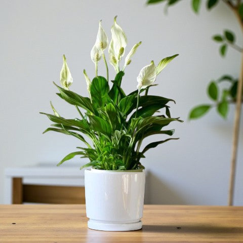Spathiphyllum Plant - Peace Lily - White Sails - Spathe Flower