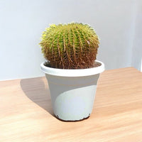 Echinocactus Grusonii – Golden Barrel Cactus