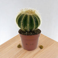 Succulent Echinocactus Grusonii