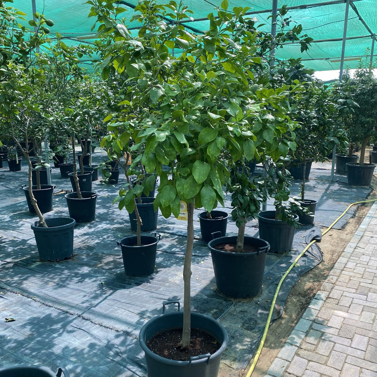 Orange Tree - Citrus Sinensis