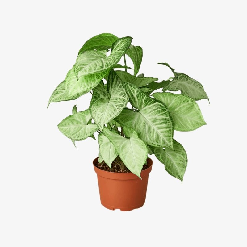 Syngonium White Butterfly, White Butterfly Syngonium, Arrowhead Plant, Gold variegated ivy, English Ivy