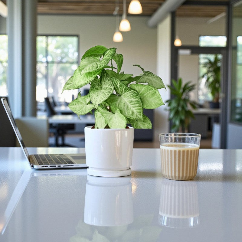 Syngonium White Butterfly Plant