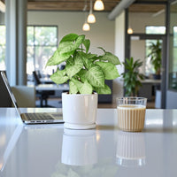 Syngonium White Butterfly Plant