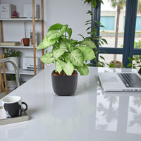 Syngonium White Butterfly Plant