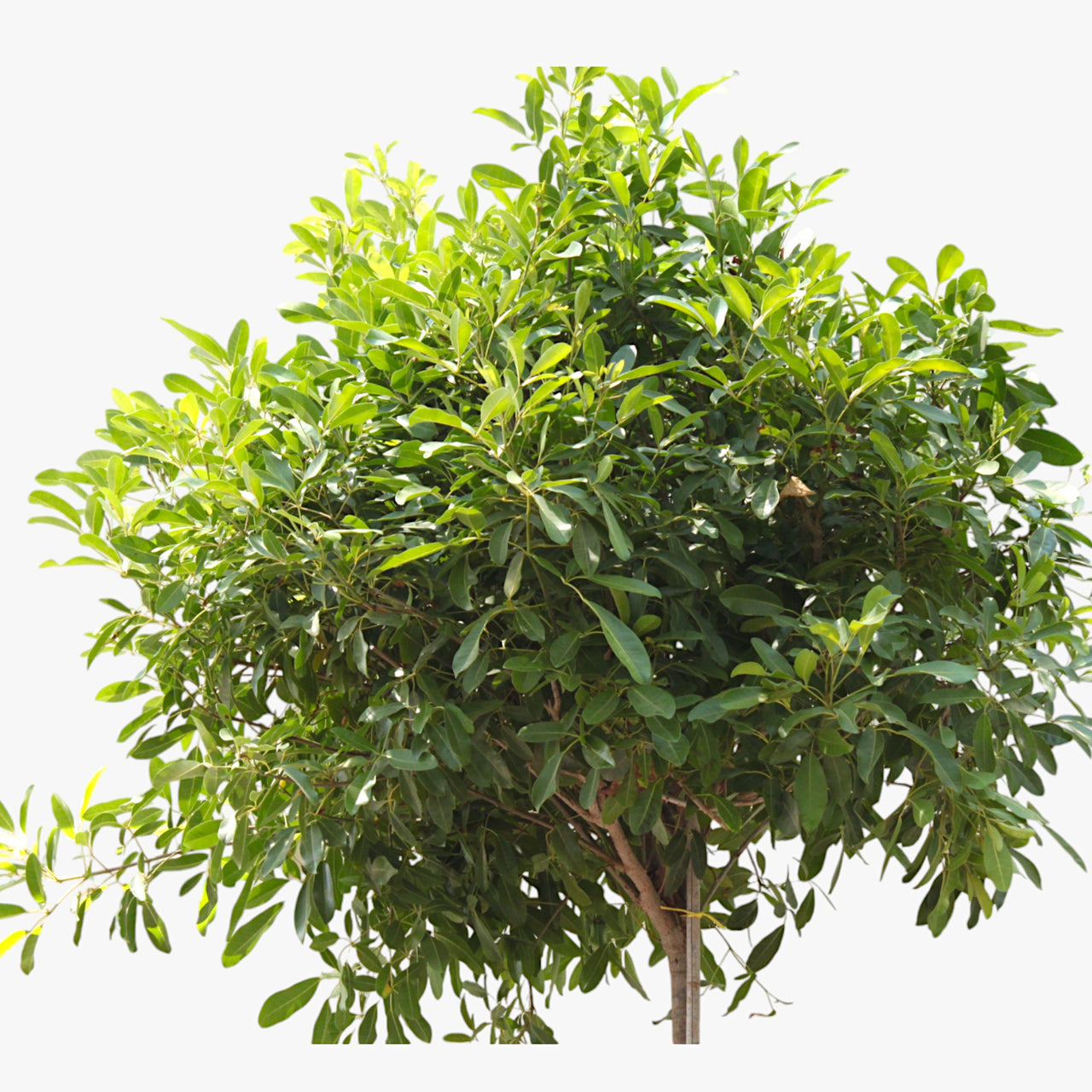 Tabebuia Rosea - Rosy Trumpet Tree