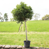 Tabebuia Rosea - Rosy Trumpet Tree