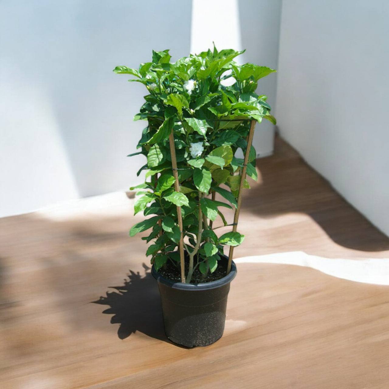 Tabernaemontana Divaricata, Crape Jasmine