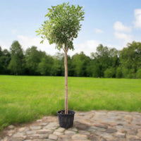 Tabebuia Argentea - Golden Bell Tree