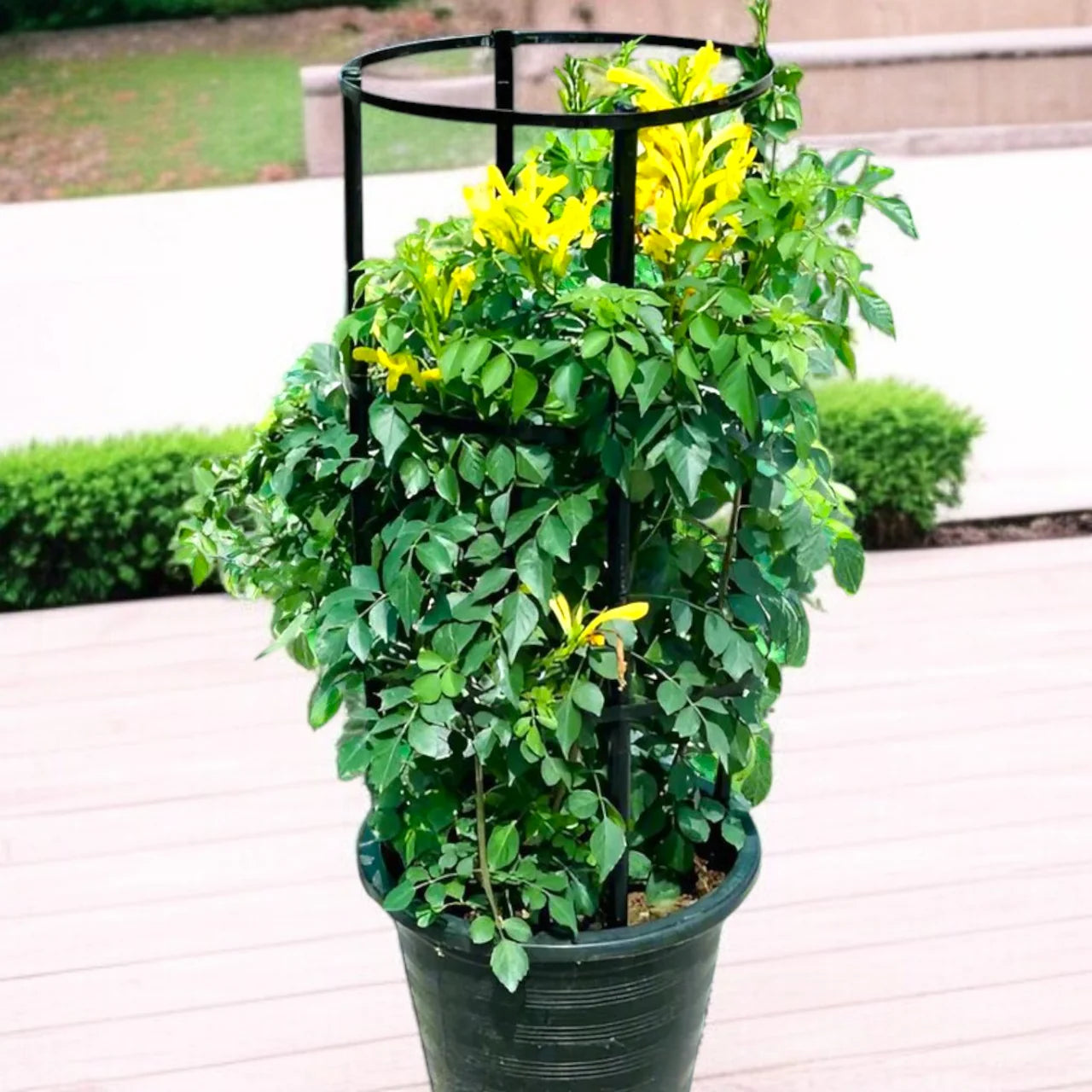 Tecomaria capensis – Cape Honeysuckle