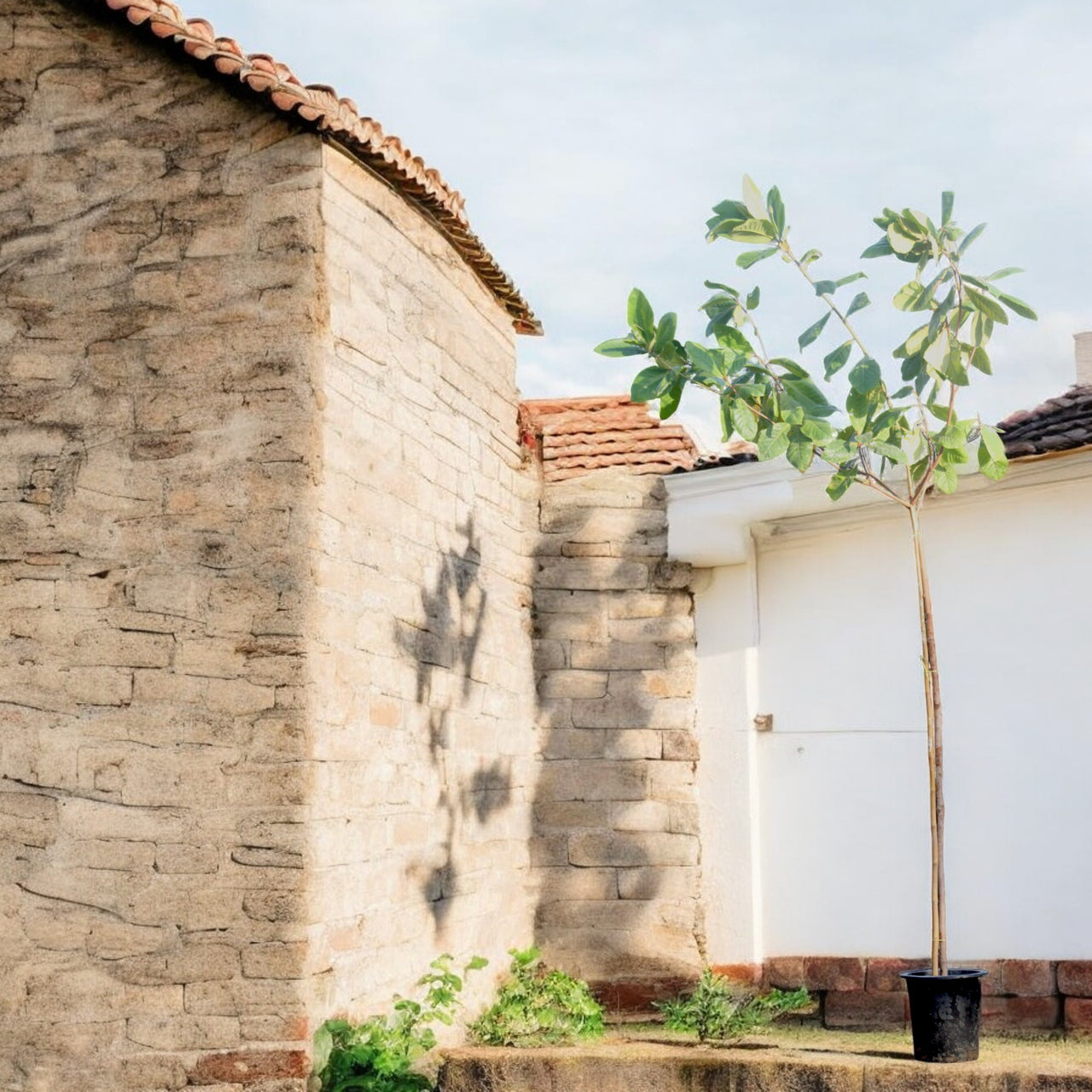 Terminalia Catappa - Indian Almond Tree