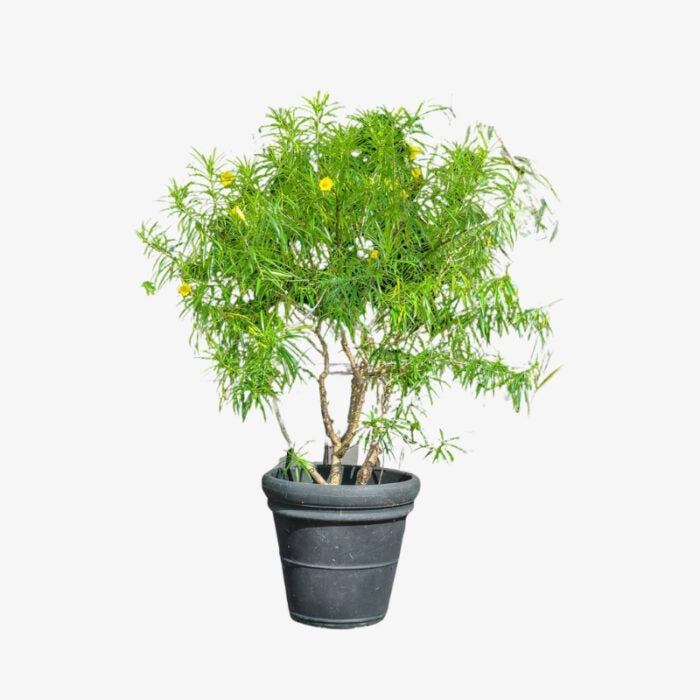 Thevetia Peruviana Plant