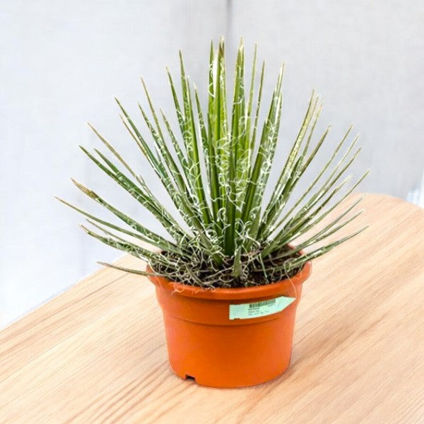 Agave Filifera Green-Thread Agave