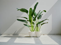 Traveller's Palm – Ravenala madagascariensis