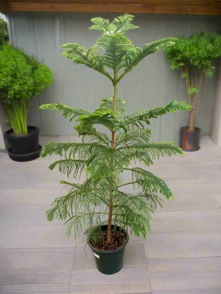 Araucaria Heterophylla Tree