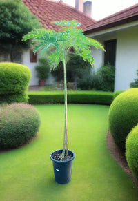 Carica Papaya Tree - Papaya or Pawpaw