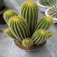 Red torch cactus-Trichocereus huascha