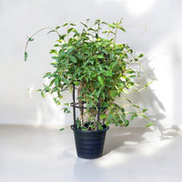 Shower of Gold Climber