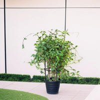 Tristellateia Australasiae - Shower of Gold Climber