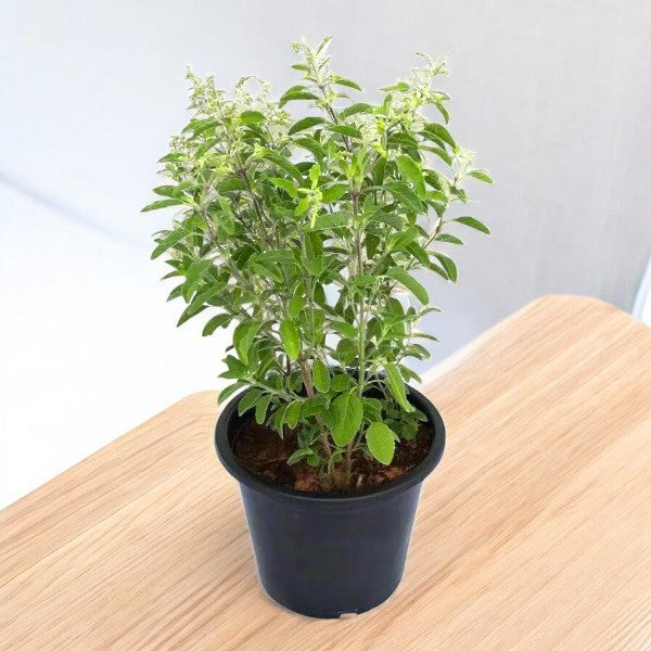 Tulsi Plant - Ocimum Tenuiflorum - Holy Basil