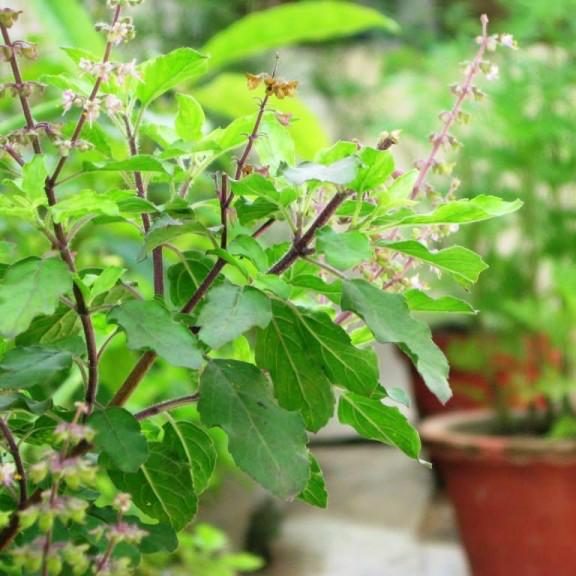 Tulsi Plant - Ocimum Tenuiflorum - Holy Basil