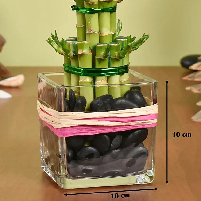 Two Layer Lucky Bamboo in Square Glass Vase