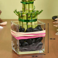 Two Layer Lucky Bamboo in Square Glass Vase