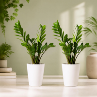Zamioculcas Plant (ZZ Plant, 2x) Office Plant - 06-08cm approx.
