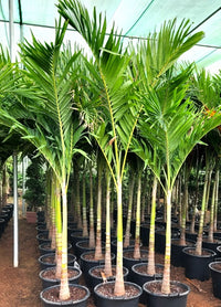 Veitchia merrillii – Manila Palm (Christmas Palm)