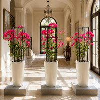 3 Bougainvillea Spectabilis Bundle 80 - 100cm approx in Ceramic Pot Long